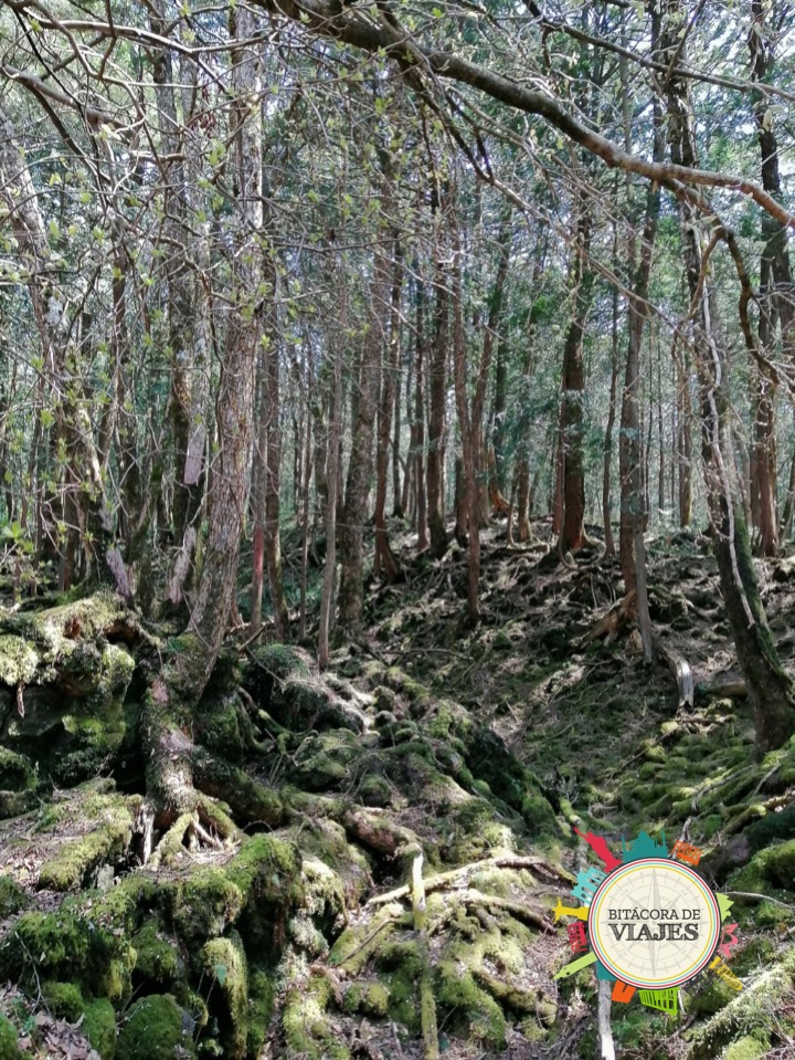 Bosque Aokigahara Monte Fuji Japón