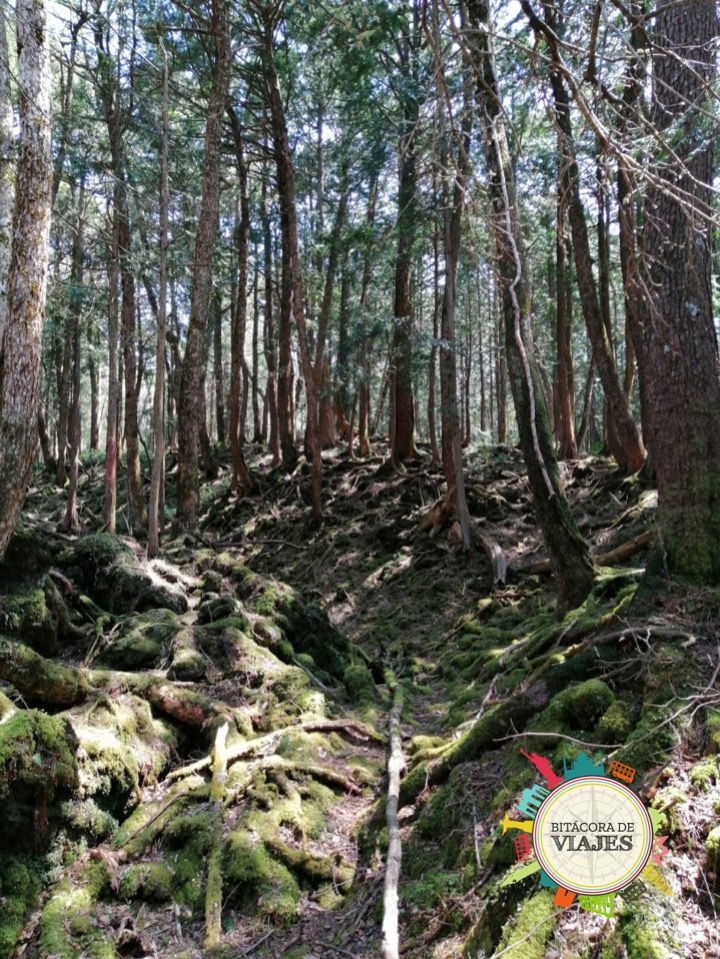 Bosque Aokigahara Monte Fuji Japón 