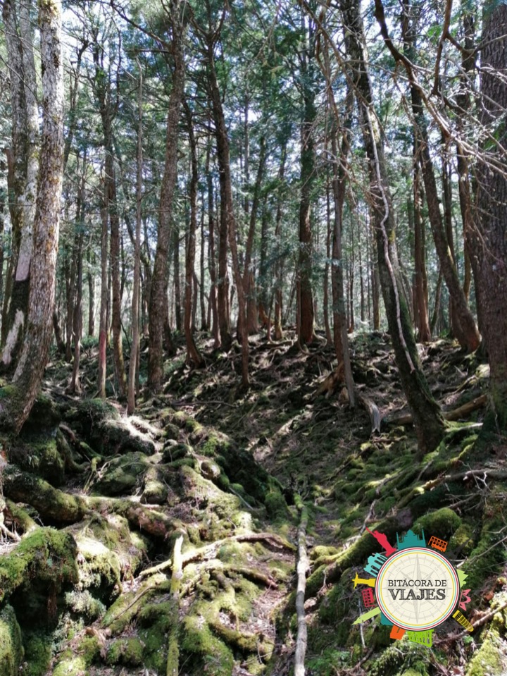 Bosque Aokigahara Monte Fuji Japón