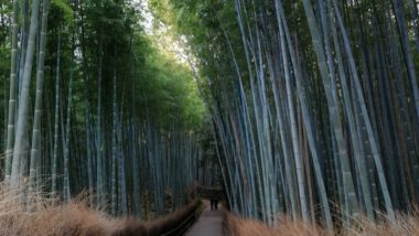 Bosque de bambú Arashiyama