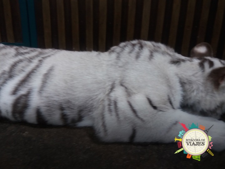 Tigre Blanco - Chiang Mai Tailandia- Bitácora de Viajes