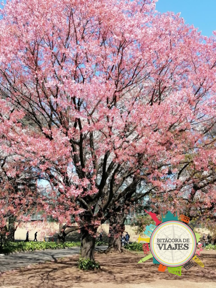 Flores de cerezo Tokio Bitácora de viajes