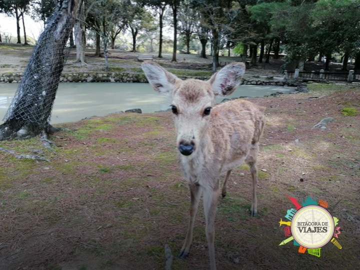Nara Bitácora de viajes