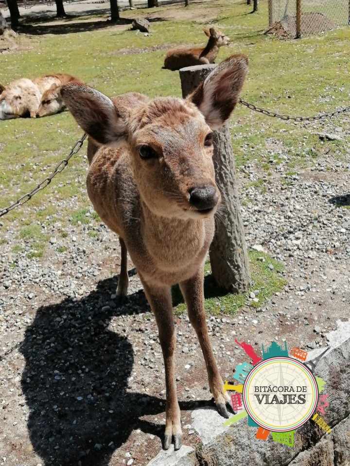 Nara Bitácora de viajes