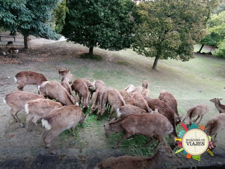 Nara Bitácora de viajes 