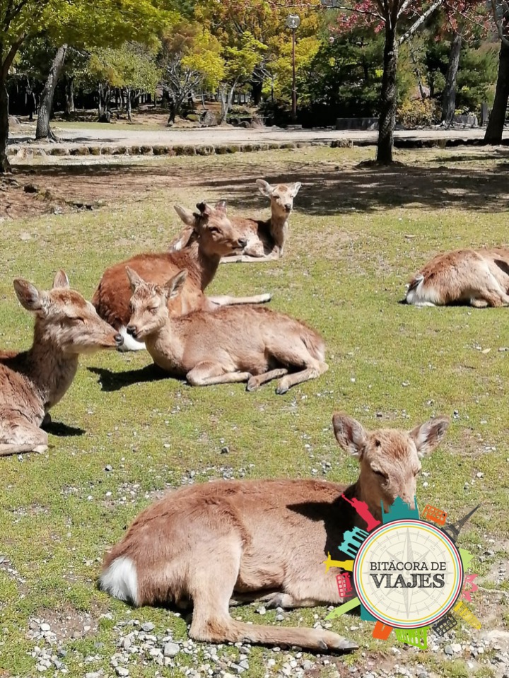 Nara Bitácora de viajes