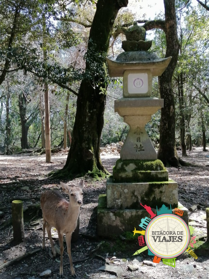 Templo Kasuga Taisha Nara Bitácora de viajes