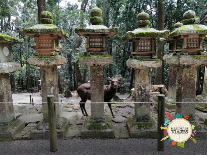 Templo Kasuhataisha Nara Bitácora de viajes