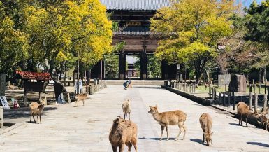 Nara Japón Bitácora de viajes