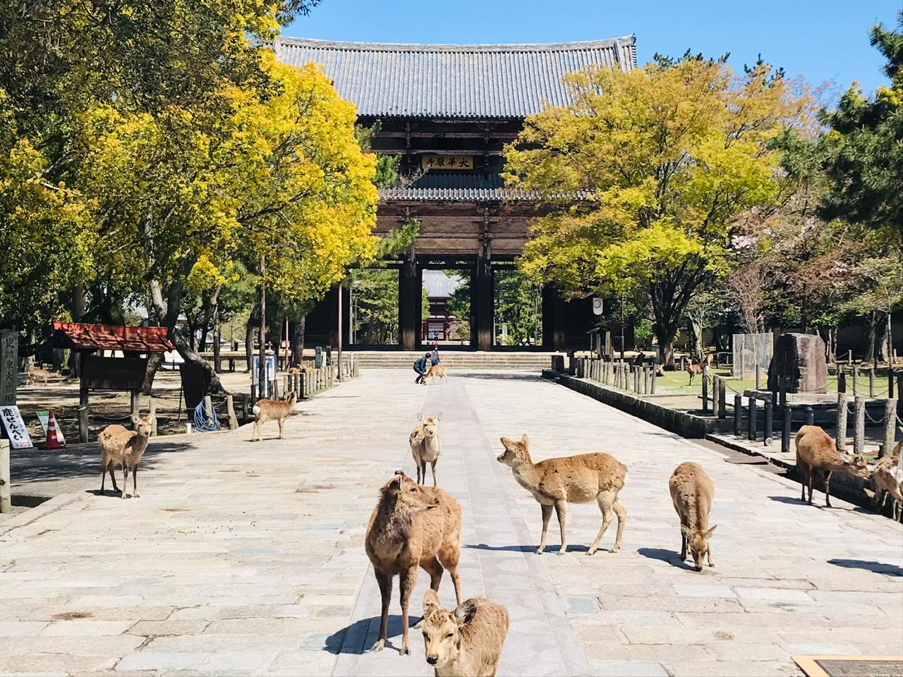 Nara Japón Bitácora de viajes