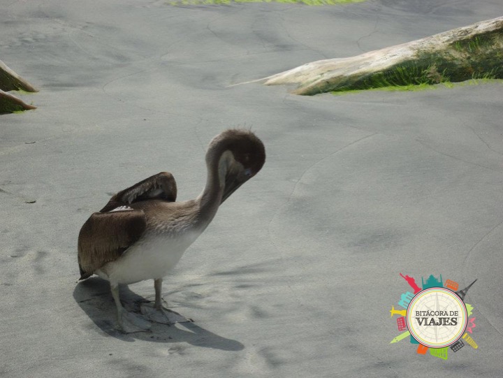 ¿Qué ver en la Guajira Colombia? Pelícanos en la Guajira