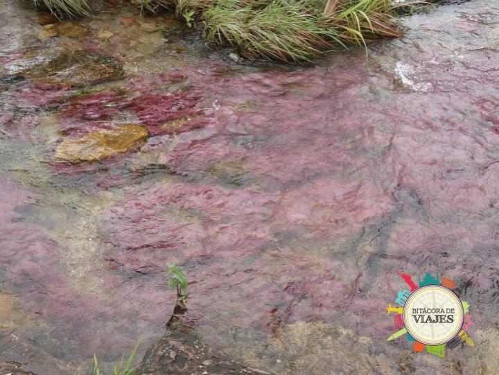 ¿Qué ver en Caño Cristales Colombia?