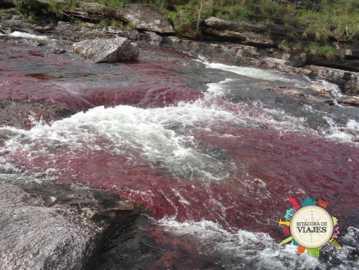 ¿Qué ver en Caño Cristales Colombia?