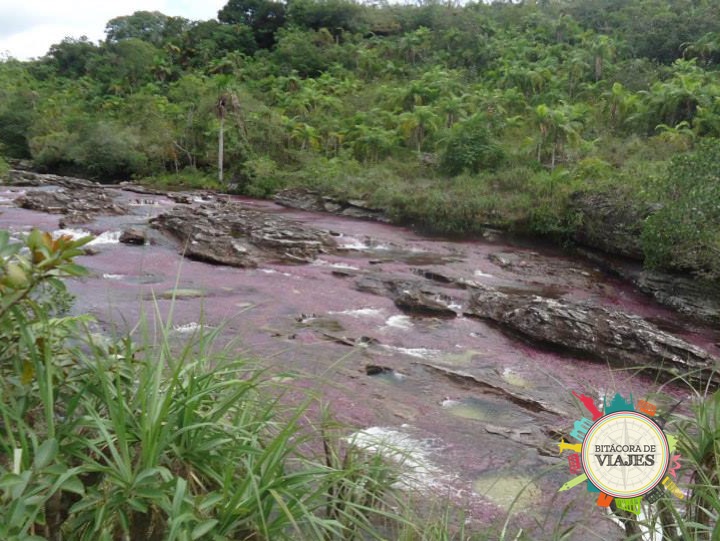 ¿Qué ver en Caño Cristales Colombia?
