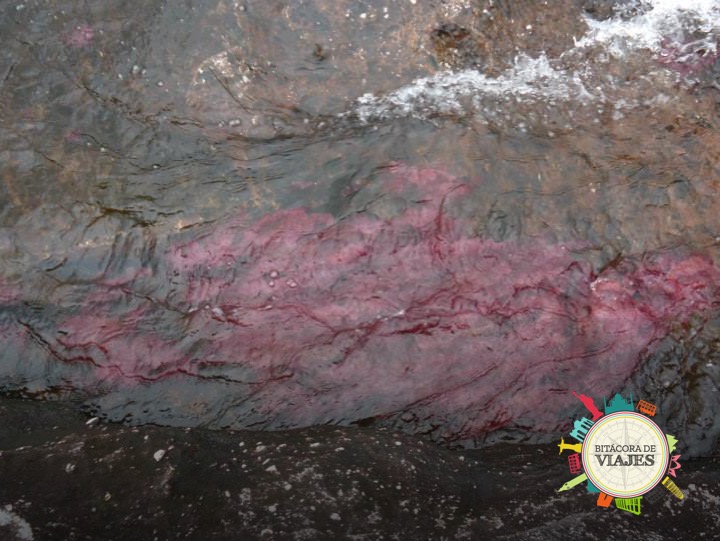 ¿Qué ver en Caño Cristales Colombia?
