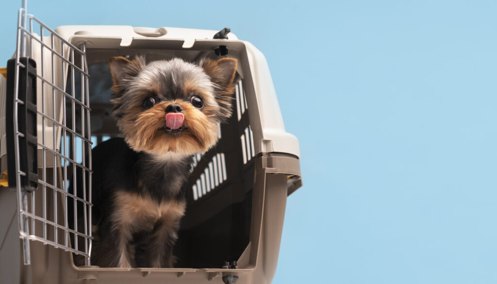 perro viajando