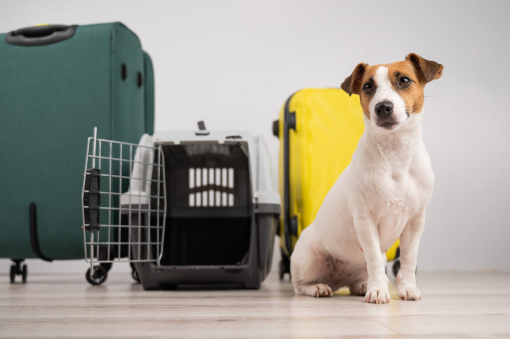 viajando con mascotas en avion