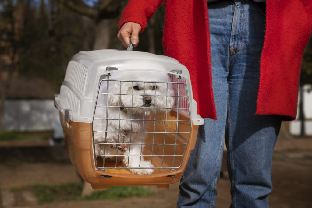 viajando con mascotas en avion