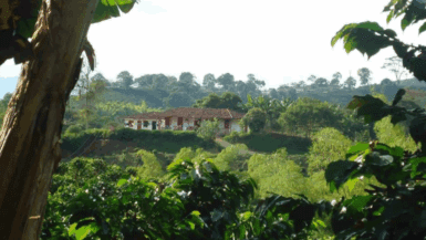 Eje Cafetero en Colombia