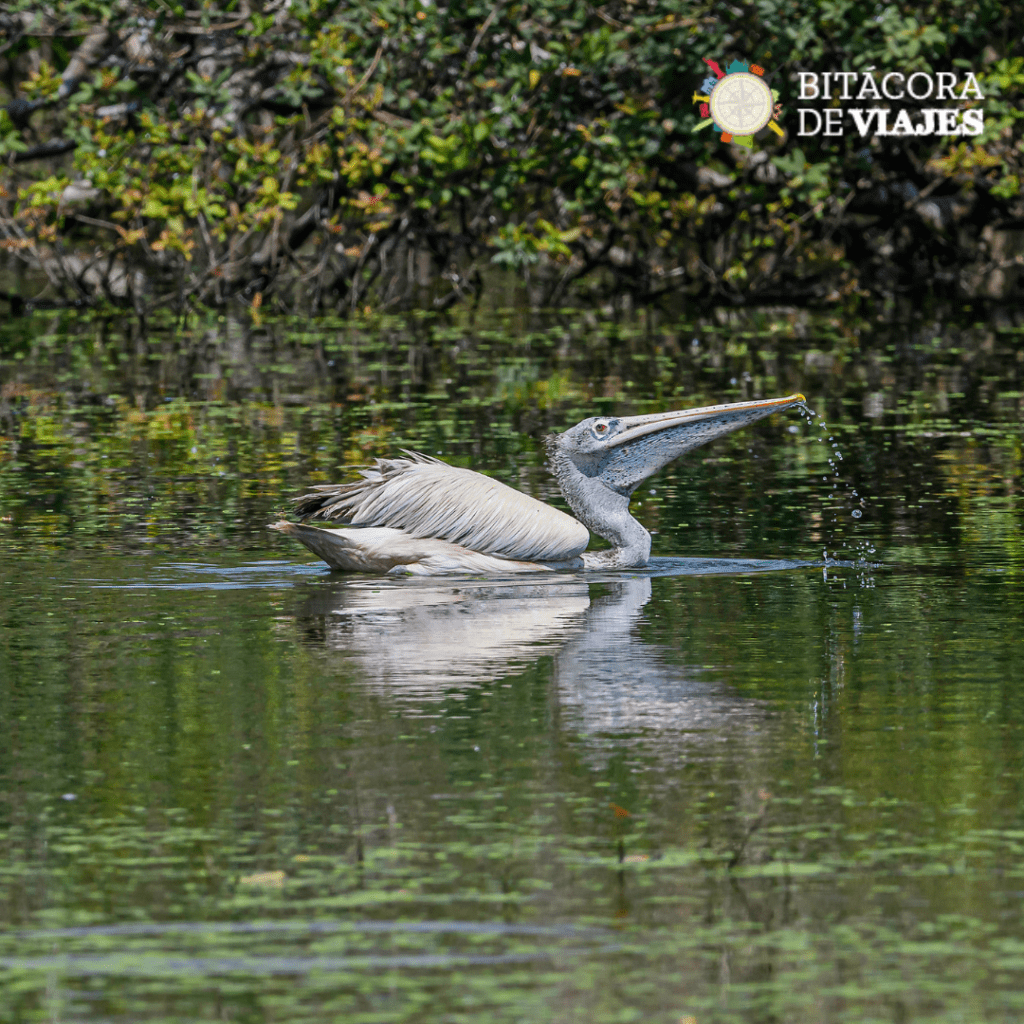 Ciénaga Pueblos Patrimonio