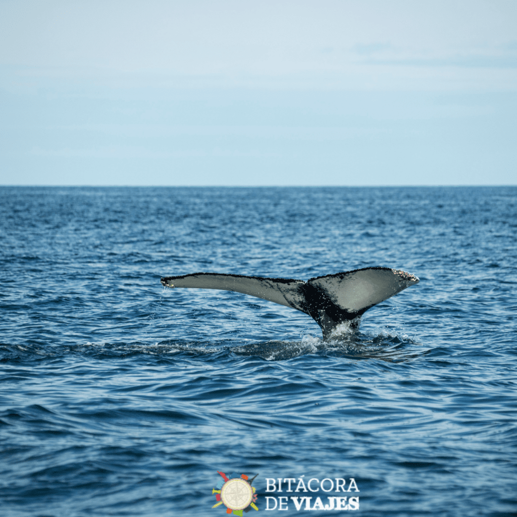 República Dominicana - Ballenas